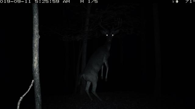 Intriguing Wildlife Encounter: Spotting a Deer Walking on Its Hind Legs