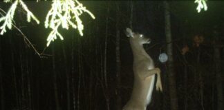 Unusual Encounter: Witnessing a Deer Walking on Two Legs in the Forest