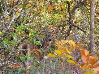 In Pursuit of the Hidden: Exploring Where Deer Seek Shelter During the Day