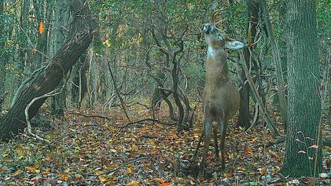 Revealing the Mystery: Unraveling Where Deer Disappear to During Daylight Hours