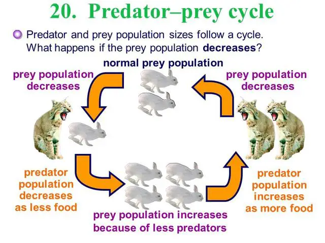 3. The Role of Predators in Maintaining Ecosystem Balance