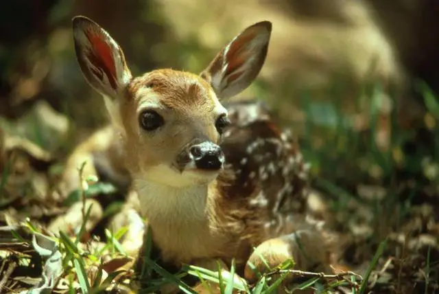 6. The Burger of the Predator World: The White-Tailed Deer and its Predators