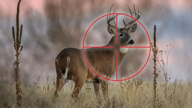 Exploring the Risks and Rewards of Shooting a Deer in the Neck