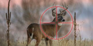 What Happens When You Shoot a Deer in the Neck: Implications and Outcomes