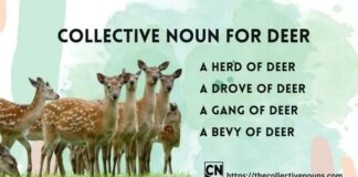 What is a group of deer called?