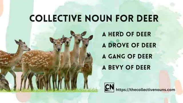 1. Discovering the Collective Names for Groups of Deer