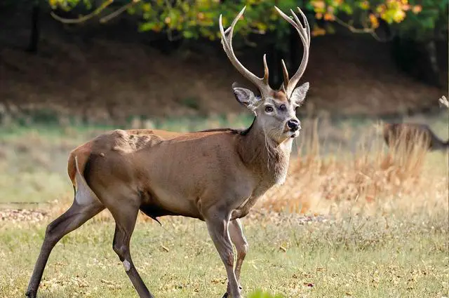 5. Exploring Wildlife Terminology: Discovering the Name of a Male Deer