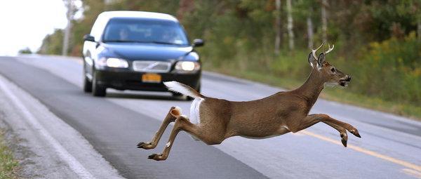 2. The Science Behind Deer Behavior: Explaining Their Tendency to Run in Front of Cars