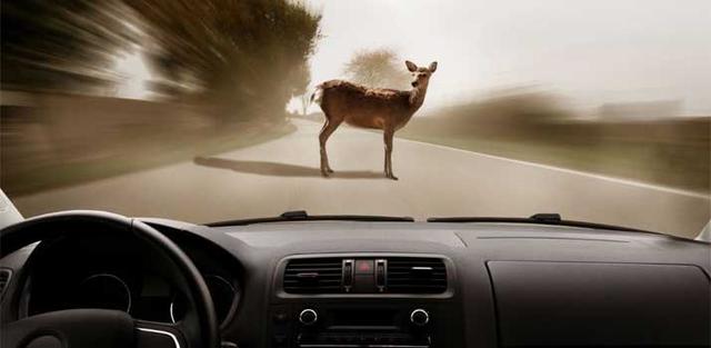 3. Unveiling the Mystery: Reasons Behind Deer Running in Front of Cars