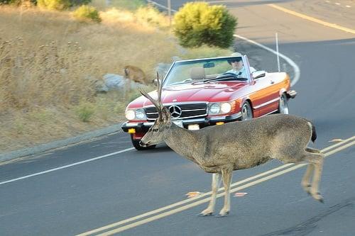 5. Deer and Car Collisions: Exploring the Factors that Lead to Run-Ins
