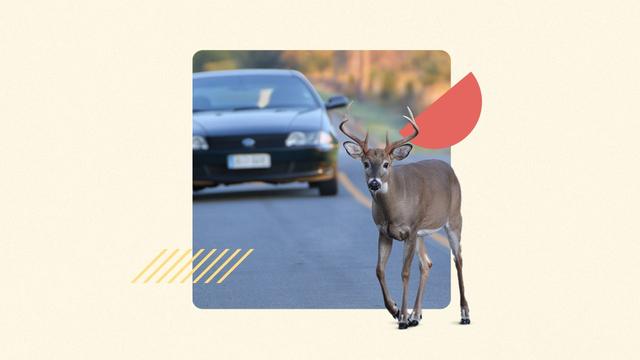 6. Avoiding Car Accidents with Deer: Insights into Why They Run in Front of Vehicles