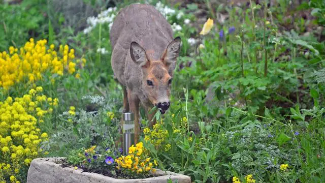 3. Exploring the Palatability of Lavender to Deer: A Closer Look at Their Feeding Habits