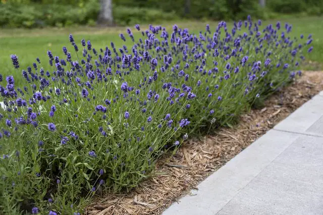 6. Restoring Your Ravaged Lavender: Steps to Revive Plants After a Deer Feast