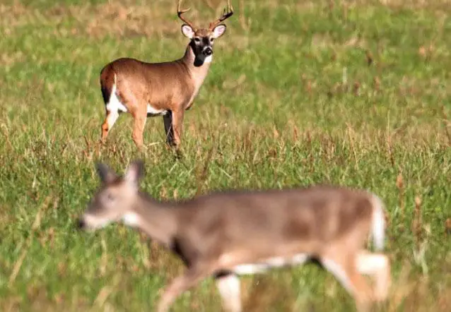 3. Exploring the Factors that Drive Deer to Seek Grass in Open Areas