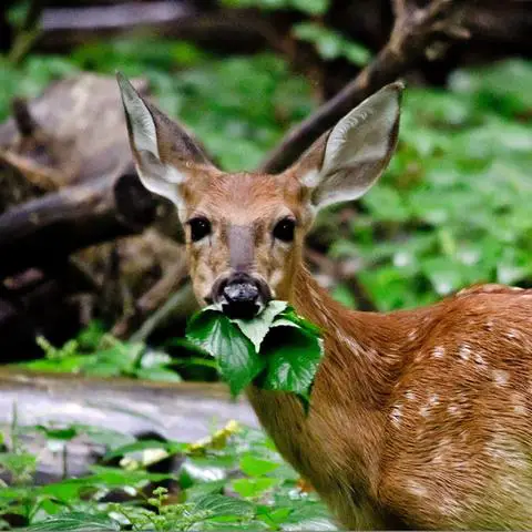 6. The Fascinating Behavior of Deer: Why They Venture Out of the Woods for Food