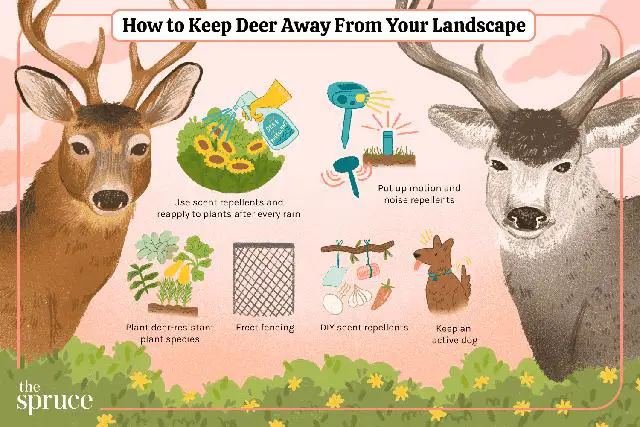 5. Shedding Light on Why Deer Prefer Open Areas for Grazing