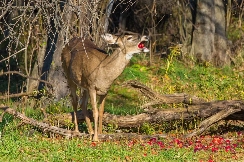 a1 1 Discover Why Deer Love Eating Apples and How to Attract Them with this Tasty Treat!