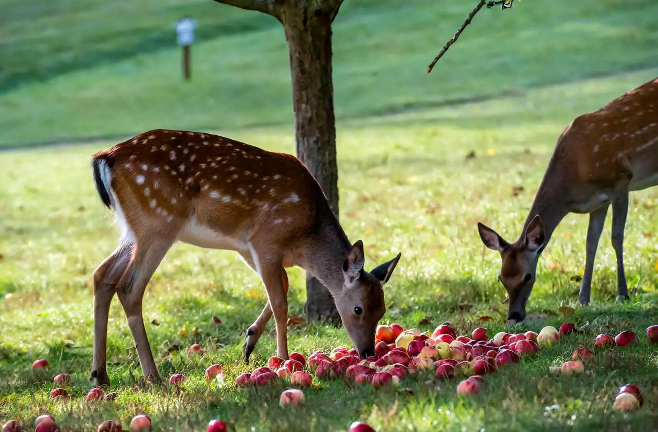 a2 Discover Why Deer Love Eating Apples and How to Attract Them with this Tasty Treat!
