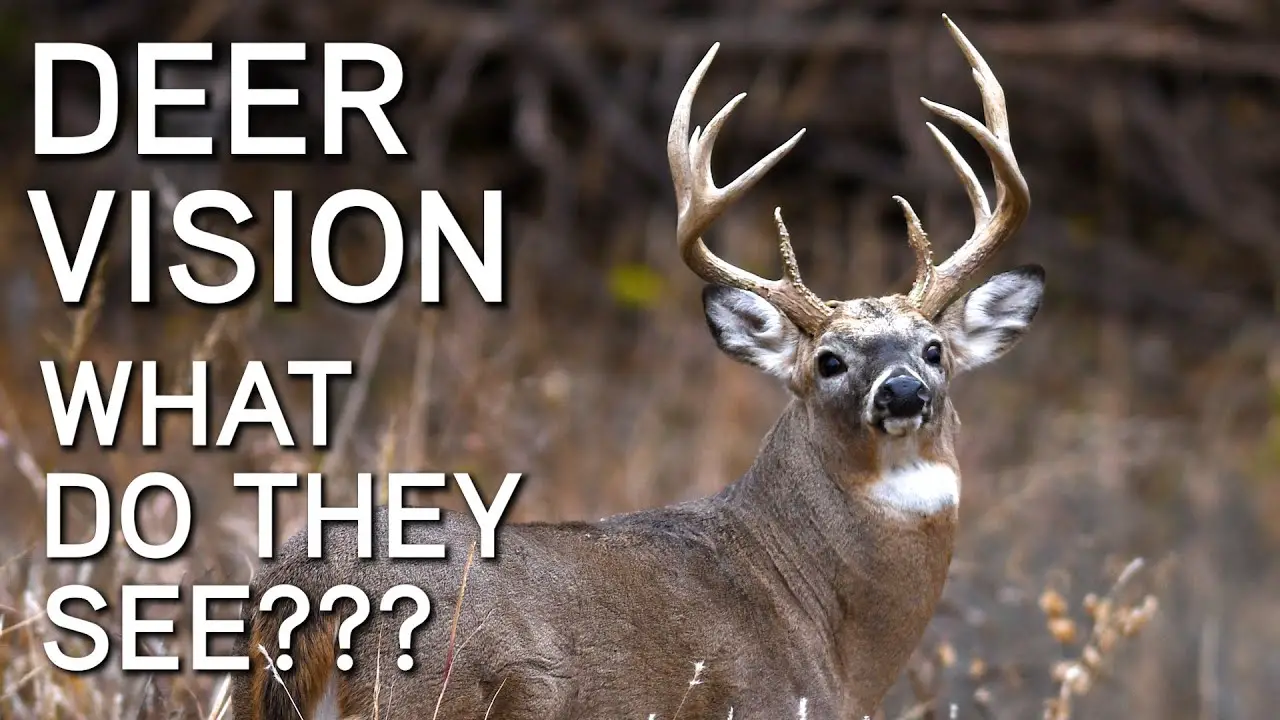 d1 What Do Deer See?