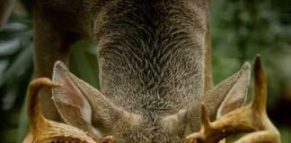 Do Deer Eat Morel Mushrooms ?