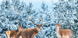 How Deer Survive Winter ?