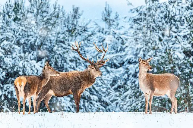 2. Surviving Winter: Insights into the Winter Habits of Deer