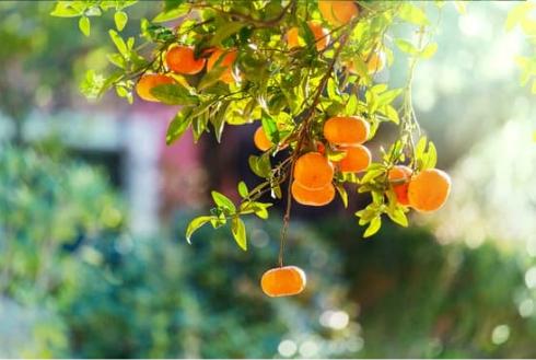 Feeding Deer Citrus Fruits: What You Need to Know About Oranges