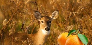 Do Deer Eat Oranges?