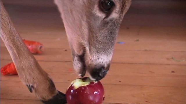 3. Feeding Deer in Your Backyard: The Benefits of Apples