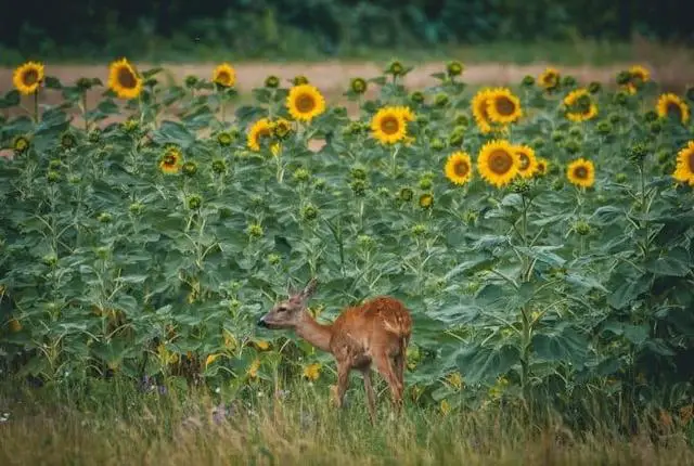Exploring the Dietary Habits of Deer: Do They Consume Sunflowers?