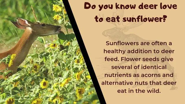 The Role of Sunflowers in Deer Nutrition: To Eat or Not to Eat?