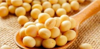 Do Deer Eat Soybeans?