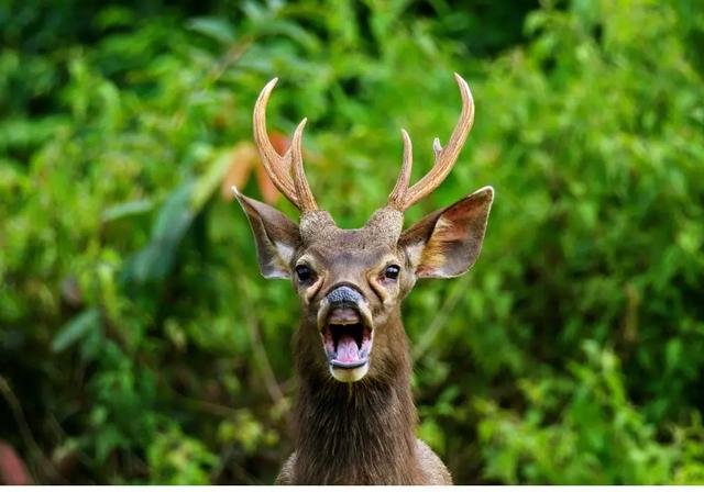 4. Unveiling Deer Dentition: Discovering if They Have Upper Incisors