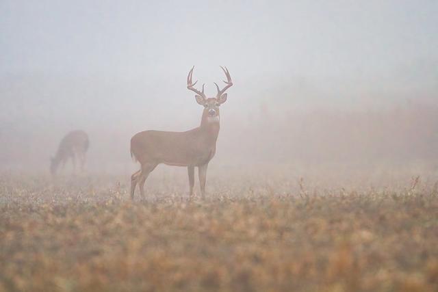 Hunting Strategies for Deer in Foggy Conditions