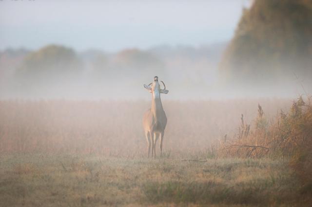 Maximizing Your Chances: Tips for Hunting Deer in Foggy Weather