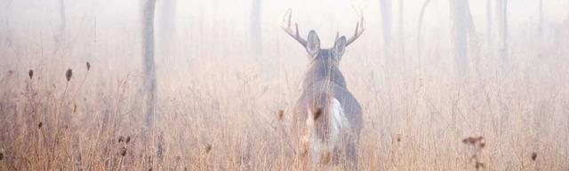 How Fog Affects Deer Movement: Insights for Hunters