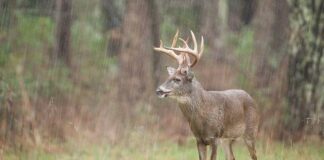 Do Whitetail Deer Move in the Rain?