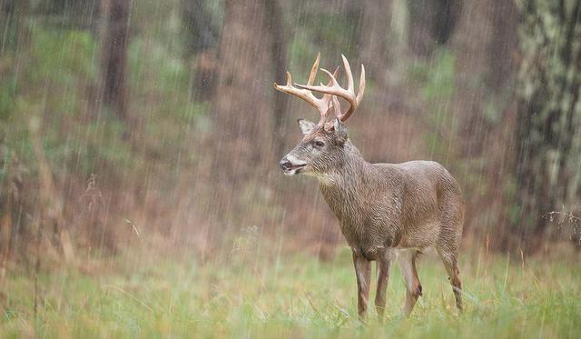 Do Whitetail Deer Move During Rainy Weather? The Truth Revealed