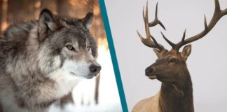 Do Wolves Feast on Deer?