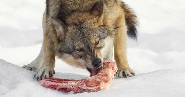 Feast or Famine: How Wolves Adapt Their Diet to Include Deer