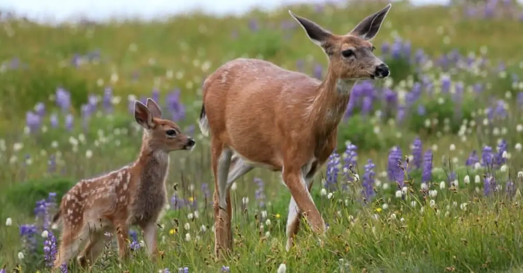 f1 1 What Do Fawns Eat?