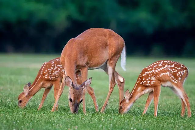 f2 What Do Fawns Eat?