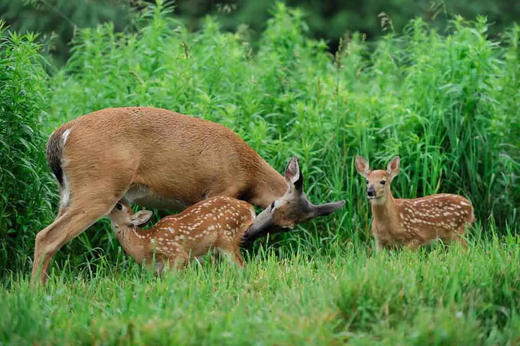 f3 What Do Fawns Eat?