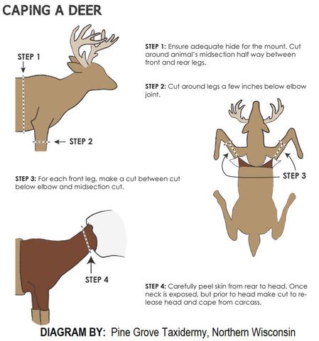 3. "Preserving Your Trophy: The Best Techniques for Caping a Deer"