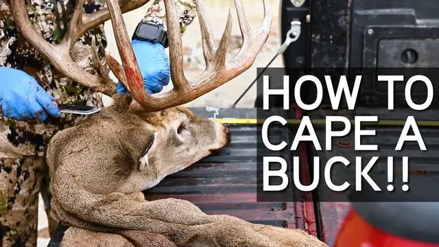 1. "Mastering the Art of Caping: How to Cape a Deer for Mounting"