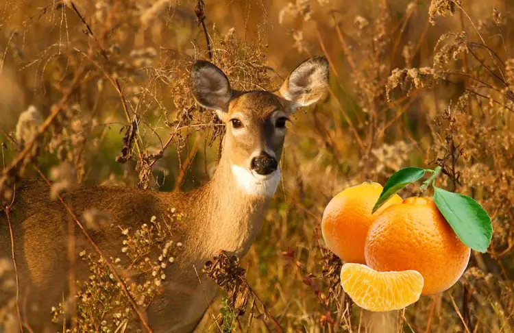 o1 Do Deer Eat Oranges?