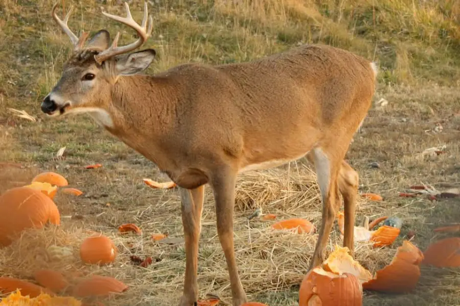 p2 Do Deer Eat Pumpkins?