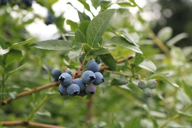 5. The Battle Against Deer: Strategies for Protecting Your Blueberries