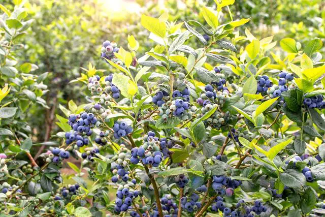 3. Deer Resistant Blueberry Varieties: Keeping Your Harvest Safe