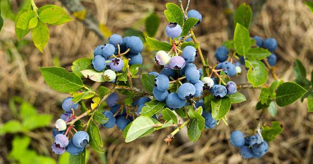 6. Keeping Deer Out of Your Garden: Tips for Preserving Your Blueberry Patch